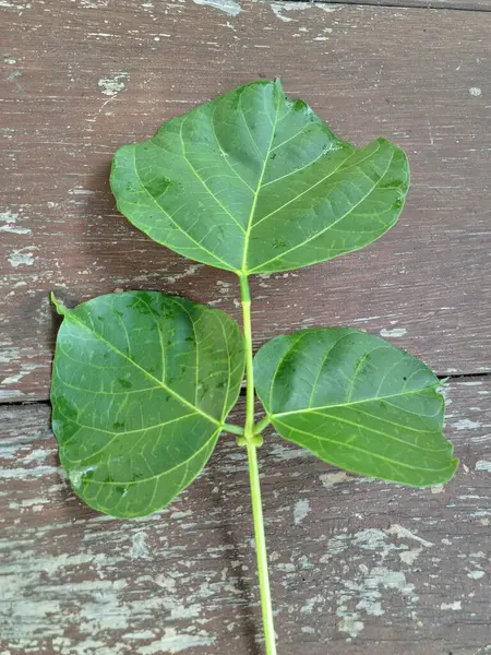 Erythrina subumbran yaprakları eski bir ahşap masanın üzerinde. Erythrina subumbrans, yaygın olarak Aralık ağacı veya Endonezya dilinde Dadap olarak bilinir, geleneksel tıp ve tarımda çeşitli kullanımlara sahiptir.