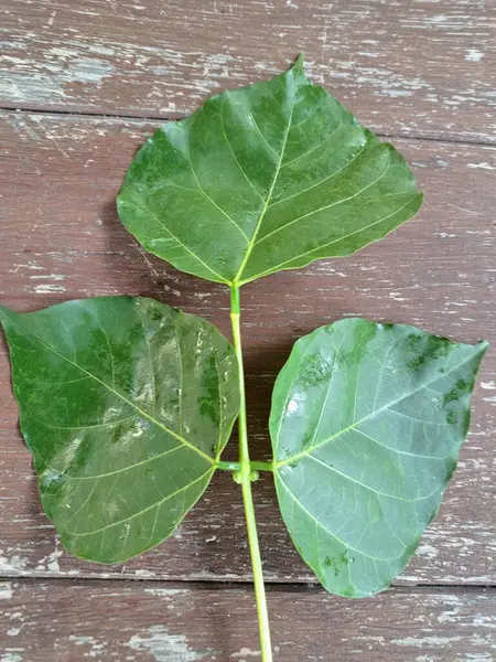Erythrina subumbrans yaprakları Endonezya 'da dadap serep yaprakları olarak da bilinir. Gıda, ilaç ve çeşitli geleneksel uygulamalar da dahil olmak üzere çeşitli kullanımları vardır. Genç yapraklar Java 'da sık sık buğulanır ve salata olarak yenir.