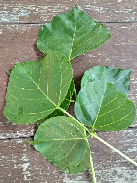 Erythrina subumbrans yaprakları Endonezya 'da dadap serep yaprakları olarak da bilinir. Gıda, ilaç ve çeşitli geleneksel uygulamalar da dahil olmak üzere çeşitli kullanımları vardır. Genç yapraklar Java 'da sık sık buğulanır ve salata olarak yenir.