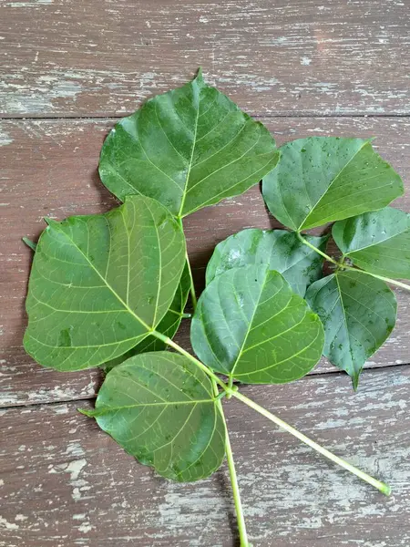 Erythrina subumbrans yaprakları Endonezya 'da dadap serep yaprakları olarak da bilinir. Gıda, ilaç ve çeşitli geleneksel uygulamalar da dahil olmak üzere çeşitli kullanımları vardır. Genç yapraklar Java 'da sık sık buğulanır ve salata olarak yenir.