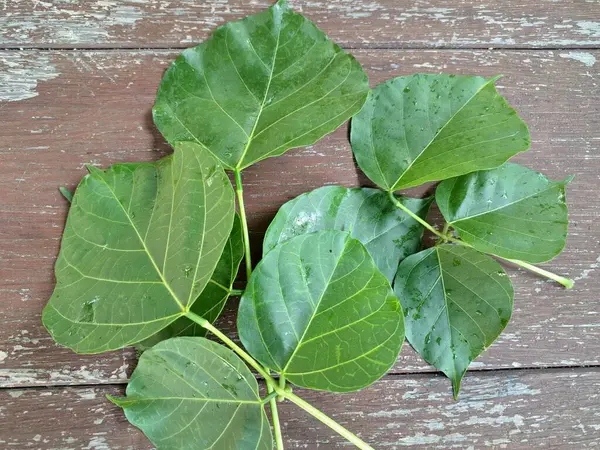 Erythrina subumbran yaprakları eski bir ahşap masanın üzerinde. Erythrina subumbrans, yaygın olarak Aralık ağacı veya Endonezya dilinde Dadap olarak bilinir, geleneksel tıp ve tarımda çeşitli kullanımlara sahiptir.