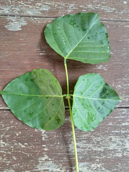 Erythrina subumbrans yaprakları Endonezya 'da dadap serep yaprakları olarak da bilinir. Gıda, ilaç ve çeşitli geleneksel uygulamalar da dahil olmak üzere çeşitli kullanımları vardır. Genç yapraklar Java 'da sık sık buğulanır ve salata olarak yenir.