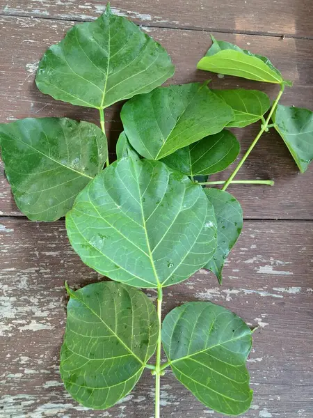 Erythrina subumbrans yaprakları Endonezya 'da dadap serep yaprakları olarak da bilinir. Gıda, ilaç ve çeşitli geleneksel uygulamalar da dahil olmak üzere çeşitli kullanımları vardır. Genç yapraklar Java 'da sık sık buğulanır ve salata olarak yenir.
