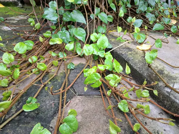 Betel asma ağacı. Sonsuza kadar yeşildir, sarmaşık, kalp şeklinde parlak yaprakları vardır. Betel bitkisi yaprakları için yetiştirilir ve genellikle fındık çiğnemek için kullanılır.
