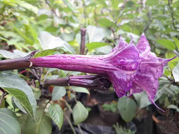 Mor datura çiçeği. Bunlar Datura bitkisinin çiçekleri. Melek trompeti gibi diğer isimlerle de bilinirler. Bu çiçeklerin büyük, mor taç yaprakları vardır ve özellikle geceleri güçlü bir koku yayabilirler.