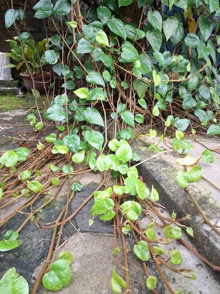 Betel asma ağacı. Sonsuza kadar yeşildir, sarmaşık, kalp şeklinde parlak yaprakları vardır. Betel bitkisi yaprakları için yetiştirilir ve genellikle fındık çiğnemek için kullanılır.