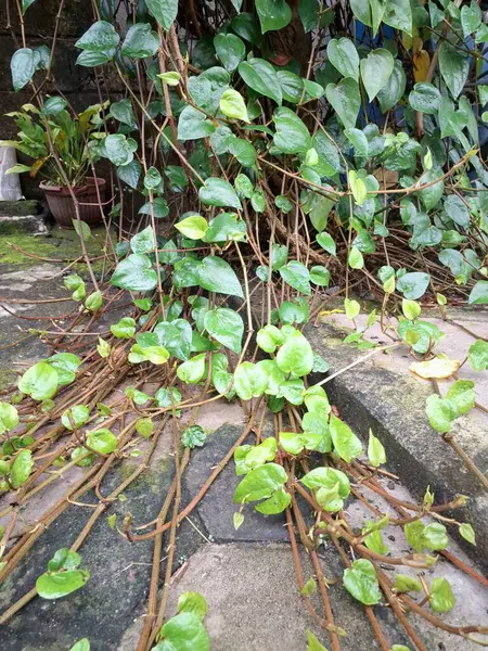 Betel asma ağacı. Sonsuza kadar yeşildir, sarmaşık, kalp şeklinde parlak yaprakları vardır. Betel bitkisi yaprakları için yetiştirilir ve genellikle fındık çiğnemek için kullanılır.