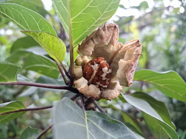 Ağaçta olgun mor datura meyvesi var. Olgun datura meyvesi genellikle kırmızımsı kahverengi renkli yumurta kapsülü şeklindedir ve dikenli ya da kel ile kaplıdır. Olgunlaştığında, kapsül patlayacak ve açılacak, pek çok küçük kahverengi tohum ortaya çıkacak.