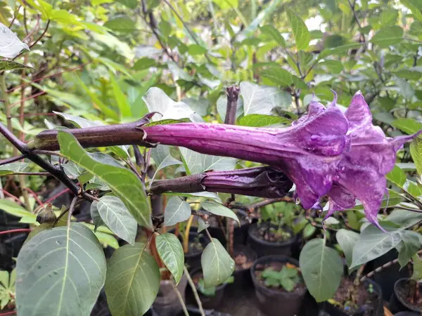 Mor datura çiçeği ağaçta çiçek açar. Trompet şeklinde ve güzel kokulu çiçek açan bir gece. Tüm bitki zehirlidir ve çiçekler tüketildiği takdirde bir dizi negatif yan etkiye neden olabilir.