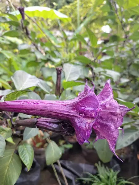 Mor datura çiçeği ağaçta çiçek açar. Trompet şeklinde ve güzel kokulu çiçek açan bir gece. Tüm bitki zehirlidir ve çiçekler tüketildiği takdirde bir dizi negatif yan etkiye neden olabilir.