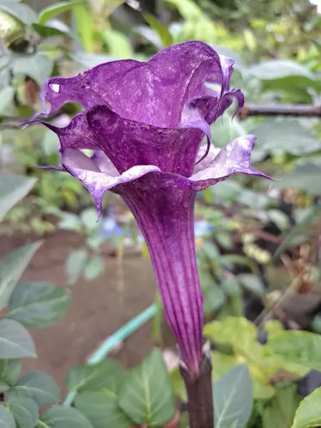 Mor datura çiçeği. Bunlar Datura bitkisinin çiçekleri. Melek trompeti gibi diğer isimlerle de bilinirler. Bu çiçeklerin büyük, mor taç yaprakları vardır ve özellikle geceleri güçlü bir koku yayabilirler.