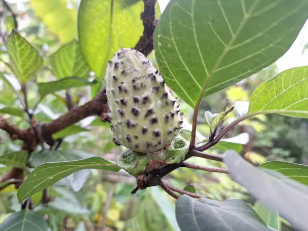 Mor Datura meyvesi. Çok zehirlidirler. Yenmek için tasarlanmamışlardır ve sindirildiklerinde ciddi zarar verebilirler. Meyvenin tadı acı ve mide bulandırıcı olarak tanımlanır.