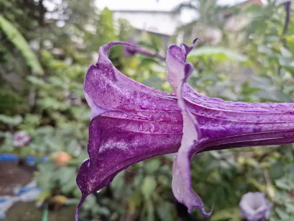 Mor datura çiçeği ağaçta çiçek açar. Trompet şeklinde ve güzel kokulu çiçek açan bir gece. Tüm bitki zehirlidir ve çiçekler tüketildiği takdirde bir dizi negatif yan etkiye neden olabilir.