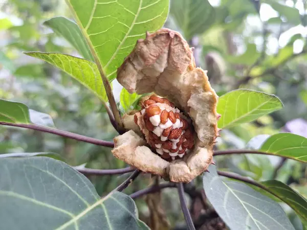 Ağaçta olgun mor datura meyvesi var. Olgun datura meyvesi genellikle kırmızımsı kahverengi renkli yumurta kapsülü şeklindedir ve dikenli ya da kel ile kaplıdır. Olgunlaştığında, kapsül patlayacak ve açılacak, pek çok küçük kahverengi tohum ortaya çıkacak.