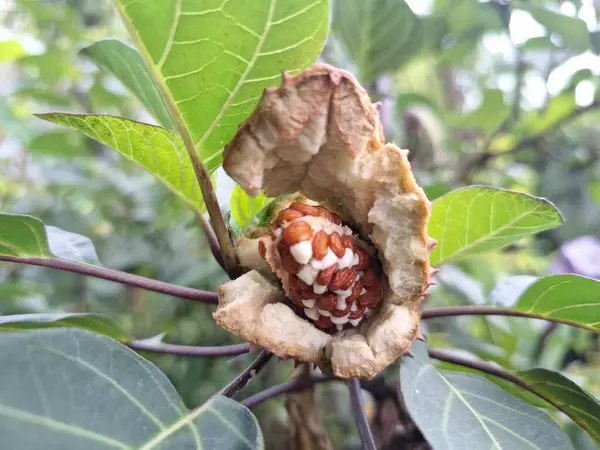 Ağaçta olgun mor datura meyvesi var. Olgun datura meyvesi genellikle kırmızımsı kahverengi renkli yumurta kapsülü şeklindedir ve dikenli ya da kel ile kaplıdır. Olgunlaştığında, kapsül patlayacak ve açılacak, pek çok küçük kahverengi tohum ortaya çıkacak.