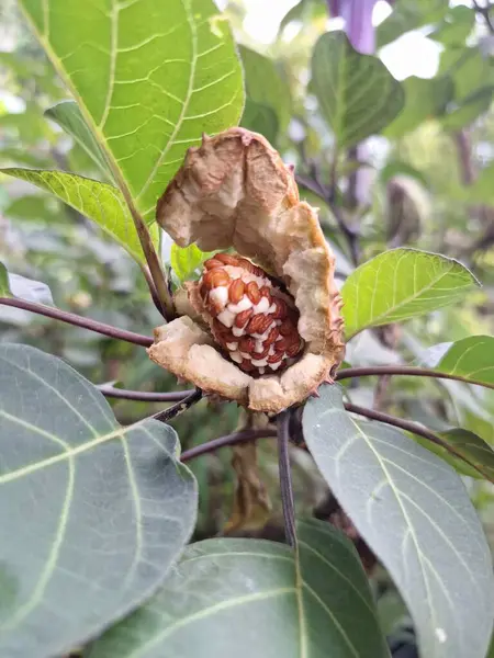 Ağaçta olgun mor datura meyvesi var. Olgun datura meyvesi genellikle kırmızımsı kahverengi renkli yumurta kapsülü şeklindedir ve dikenli ya da kel ile kaplıdır. Olgunlaştığında, kapsül patlayacak ve açılacak, pek çok küçük kahverengi tohum ortaya çıkacak.