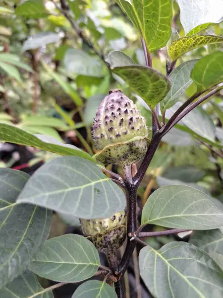 Mor Datura meyvesi. Çok zehirlidirler. Yenmek için tasarlanmamışlardır ve sindirildiklerinde ciddi zarar verebilirler. Meyvenin tadı acı ve mide bulandırıcı olarak tanımlanır.