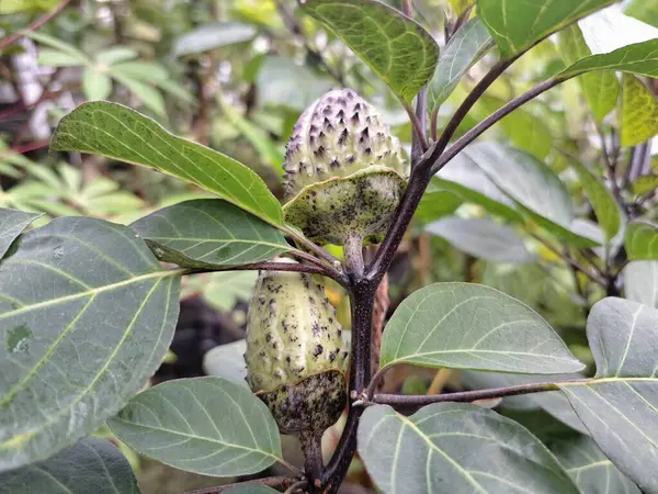 Mor Datura meyvesi. Çok zehirlidirler. Yenmek için tasarlanmamışlardır ve sindirildiklerinde ciddi zarar verebilirler. Meyvenin tadı acı ve mide bulandırıcı olarak tanımlanır.