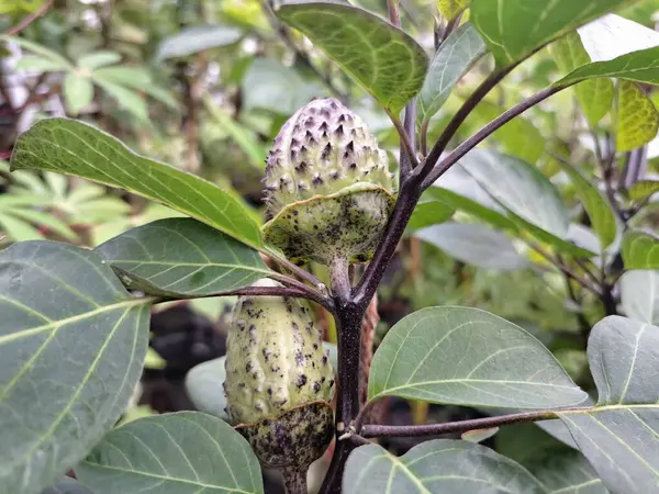  Ağaçta mor datura meyvesi. Bu meyveler tipik olarak oval şekilli, dikenli ve donuk mor veya grimsi mor renktedir. Zehirli oldukları biliniyor ve sindirilirse halüsinasyonlara neden olabilirler.