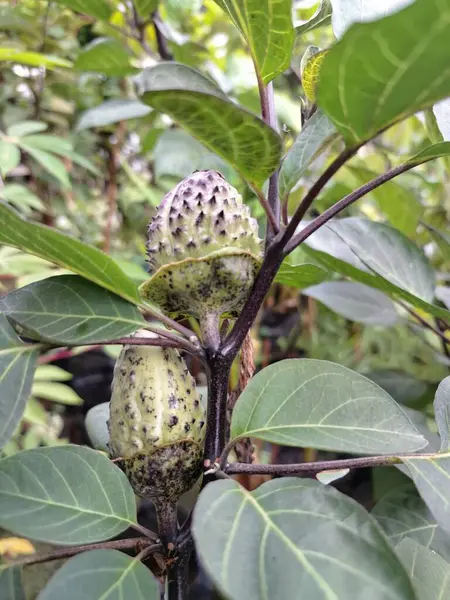Mor Datura meyvesi. Çok zehirlidirler. Yenmek için tasarlanmamışlardır ve sindirildiklerinde ciddi zarar verebilirler. Meyvenin tadı acı ve mide bulandırıcı olarak tanımlanır.