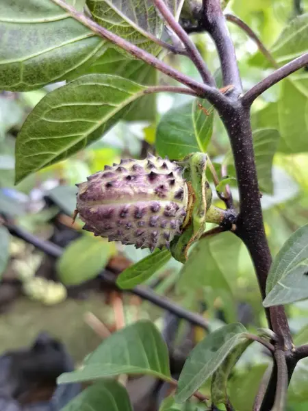 Mor Datura meyvesi. Çok zehirlidirler. Yenmek için tasarlanmamışlardır ve sindirildiklerinde ciddi zarar verebilirler. Meyvenin tadı acı ve mide bulandırıcı olarak tanımlanır.