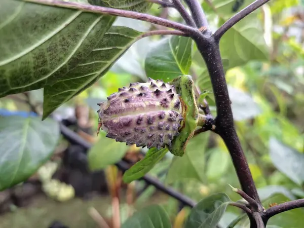 Mor Datura meyvesi. Çok zehirlidirler. Yenmek için tasarlanmamışlardır ve sindirildiklerinde ciddi zarar verebilirler. Meyvenin tadı acı ve mide bulandırıcı olarak tanımlanır.