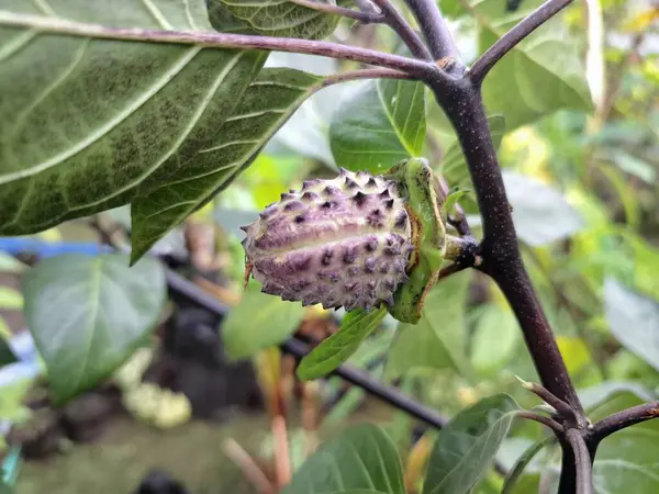 Ağaçta mor datura meyvesi. Bu meyveler tipik olarak oval şekilli, dikenli ve donuk mor veya grimsi mor renktedir. Zehirli oldukları biliniyor ve sindirilirse halüsinasyonlara neden olabilirler.