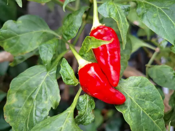 Ağaçta kırmızı biber meyvesi. Cayenne biberi genellikle yemeklerde bir baharat olarak kullanılır ve çeşitli yemeklere baharatlı bir ısı eklenir. Mutfak uygulamalarının ötesinde, özellikle kapsaisin içeriği nedeniyle, potansiyel sağlık faydalarıyla da bilinir.