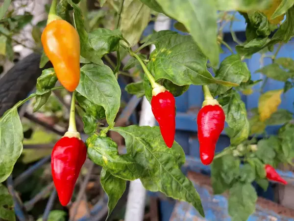 Ağaçta kırmızı biber meyvesi. Cayenne biberi genellikle yemeklerde bir baharat olarak kullanılır ve çeşitli yemeklere baharatlı bir ısı eklenir. Mutfak uygulamalarının ötesinde, özellikle kapsaisin içeriği nedeniyle, potansiyel sağlık faydalarıyla da bilinir.