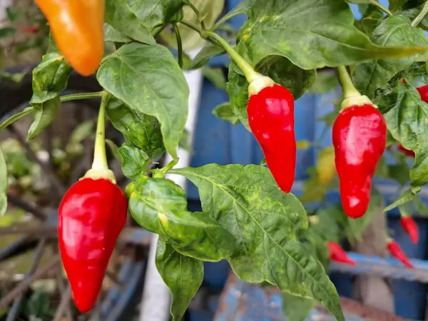 Ağaçta kırmızı biber meyvesi. Cayenne biberi genellikle yemeklerde bir baharat olarak kullanılır ve çeşitli yemeklere baharatlı bir ısı eklenir. Mutfak uygulamalarının ötesinde, özellikle kapsaisin içeriği nedeniyle, potansiyel sağlık faydalarıyla da bilinir.