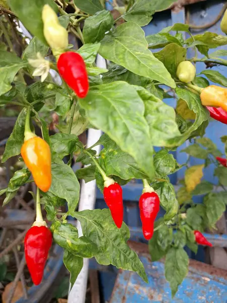 Ağaçta kırmızı biber meyvesi. Cayenne biberi genellikle yemeklerde bir baharat olarak kullanılır ve çeşitli yemeklere baharatlı bir ısı eklenir. Mutfak uygulamalarının ötesinde, özellikle kapsaisin içeriği nedeniyle, potansiyel sağlık faydalarıyla da bilinir.