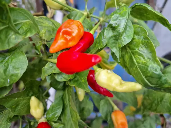 Ağaçta kırmızı biber meyvesi. Cayenne biberi genellikle yemeklerde bir baharat olarak kullanılır ve çeşitli yemeklere baharatlı bir ısı eklenir. Mutfak uygulamalarının ötesinde, özellikle kapsaisin içeriği nedeniyle, potansiyel sağlık faydalarıyla da bilinir.