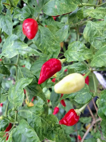 Ağaçta kırmızı biber meyvesi. Cayenne biberi genellikle yemeklerde bir baharat olarak kullanılır ve çeşitli yemeklere baharatlı bir ısı eklenir. Mutfak uygulamalarının ötesinde, özellikle kapsaisin içeriği nedeniyle, potansiyel sağlık faydalarıyla da bilinir.