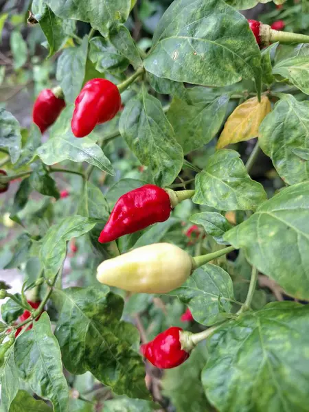 Ağaçta kırmızı biber meyvesi. Cayenne biberi genellikle yemeklerde bir baharat olarak kullanılır ve çeşitli yemeklere baharatlı bir ısı eklenir. Mutfak uygulamalarının ötesinde, özellikle kapsaisin içeriği nedeniyle, potansiyel sağlık faydalarıyla da bilinir.
