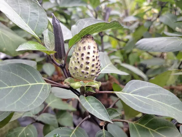  Ağaçta mor datura meyvesi. Bu meyveler tipik olarak oval şekilli, dikenli ve donuk mor veya grimsi mor renktedir. Zehirli oldukları biliniyor ve sindirilirse halüsinasyonlara neden olabilirler.