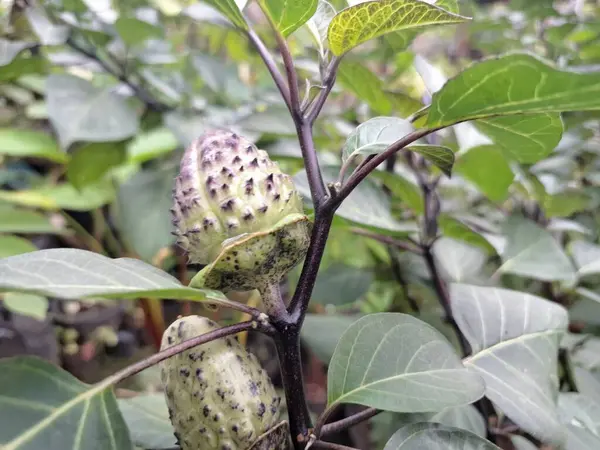  Ağaçta mor datura meyvesi. Bu meyveler tipik olarak oval şekilli, dikenli ve donuk mor veya grimsi mor renktedir. Zehirli oldukları biliniyor ve sindirilirse halüsinasyonlara neden olabilirler.
