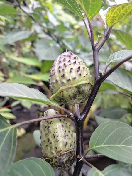  Ağaçta mor datura meyvesi. Bu meyveler tipik olarak oval şekilli, dikenli ve donuk mor veya grimsi mor renktedir. Zehirli oldukları biliniyor ve sindirilirse halüsinasyonlara neden olabilirler.
