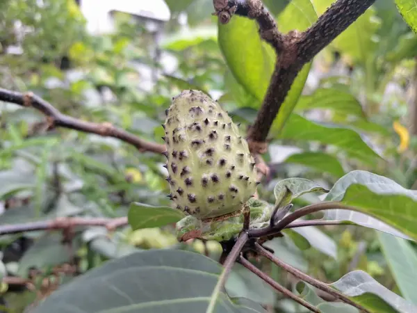  Ağaçta mor datura meyvesi. Bu meyveler tipik olarak oval şekilli, dikenli ve donuk mor veya grimsi mor renktedir. Zehirli oldukları biliniyor ve sindirilirse halüsinasyonlara neden olabilirler.