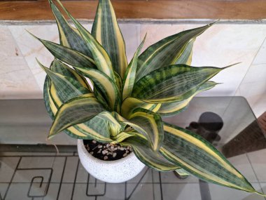 Beyaz yuvarlak bir tencerede altın sancak bitkisi. Yılan Bitkisi 'nin özel bir çeşididir. Canlı sarı veya altın yaprak marjlarıyla bilinir. Bu bitki popüler çünkü bakımı kolay, havayı ve oda dekoratörünü temizleyebilir.