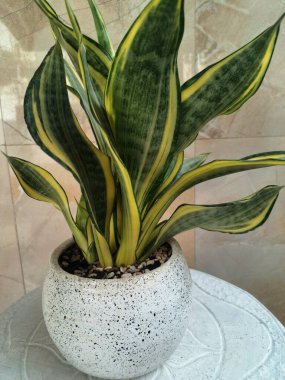 Sansevieria altın sancak ağacı beyaz yuvarlak bir tencerede. Bu, ortasında koyu yeşil çizgi olan ve sarı ya da altın kenarlı yaprakları olan bir yılan türü. Bu bitki popüler çünkü bakımı kolay, havayı ve oda dekoratörünü temizleyebilir.