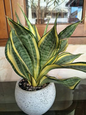 Sansevieria altın sancak ağacı beyaz yuvarlak bir tencerede. Bu, ortasında koyu yeşil çizgi olan ve sarı ya da altın kenarlı yaprakları olan bir yılan türü. Bu bitki popüler çünkü bakımı kolay, havayı ve oda dekoratörünü temizleyebilir.