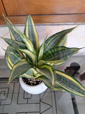 Beyaz yuvarlak bir tencerede altın sancak bitkisi. Yılan Bitkisi 'nin özel bir çeşididir. Canlı sarı veya altın yaprak marjlarıyla bilinir. Bu bitki popüler çünkü bakımı kolay, havayı ve oda dekoratörünü temizleyebilir.