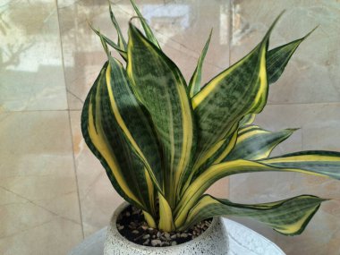 Sansevieria altın sancak ağacı beyaz yuvarlak bir tencerede. Bu, ortasında koyu yeşil çizgi olan ve sarı ya da altın kenarlı yaprakları olan bir yılan türü. Bu bitki popüler çünkü bakımı kolay, havayı ve oda dekoratörünü temizleyebilir.