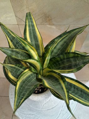 Altın Sansevieria bayrağı. Sansevieria 'nın çeşitli türleri, yaprakları koyu yeşil, kenarları ise parlak sarıdan altın sınırına sahip olan bir tür ev bitkisi. Altın pankart yapraklardaki bu belirgin renk desenine işaret ediyor.