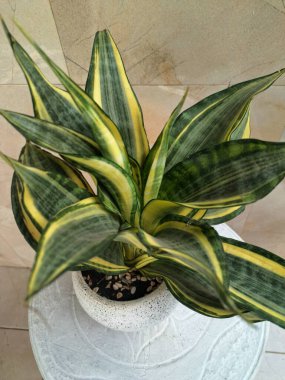 Beyaz yuvarlak bir tencerede altın sancak bitkisi. Yılan Bitkisi 'nin özel bir çeşididir. Canlı sarı veya altın yaprak marjlarıyla bilinir. Bu bitki popüler çünkü bakımı kolay, havayı ve oda dekoratörünü temizleyebilir.