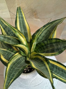 Altın Sansevieria bayrağı. Sansevieria 'nın çeşitli türleri, yaprakları koyu yeşil, kenarları ise parlak sarıdan altın sınırına sahip olan bir tür ev bitkisi. Altın pankart yapraklardaki bu belirgin renk desenine işaret ediyor.