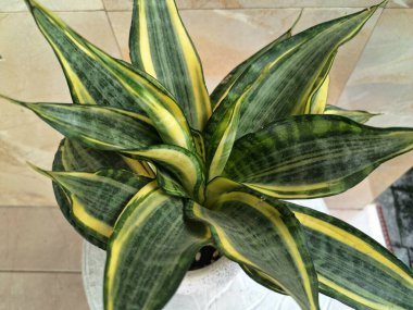Altın Sansevieria bayrağı. Sansevieria 'nın çeşitli türleri, yaprakları koyu yeşil, kenarları ise parlak sarıdan altın sınırına sahip olan bir tür ev bitkisi. Altın pankart yapraklardaki bu belirgin renk desenine işaret ediyor.