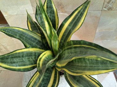 Altın Sansevieria bayrağı. Sansevieria 'nın çeşitli türleri, yaprakları koyu yeşil, kenarları ise parlak sarıdan altın sınırına sahip olan bir tür ev bitkisi. Altın pankart yapraklardaki bu belirgin renk desenine işaret ediyor.