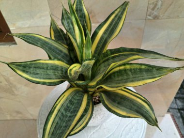 Altın Sansevieria bayrağı. Sansevieria 'nın çeşitli türleri, yaprakları koyu yeşil, kenarları ise parlak sarıdan altın sınırına sahip olan bir tür ev bitkisi. Altın pankart yapraklardaki bu belirgin renk desenine işaret ediyor.