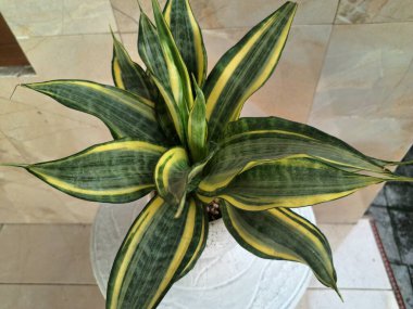 Altın Sansevieria bayrağı. Sansevieria 'nın çeşitli türleri, yaprakları koyu yeşil, kenarları ise parlak sarıdan altın sınırına sahip olan bir tür ev bitkisi. Altın pankart yapraklardaki bu belirgin renk desenine işaret ediyor.